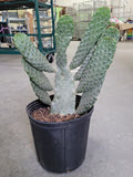 10" Cactus Opuntia Romano